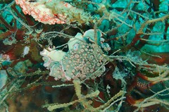 Dermatobranchus ornatus