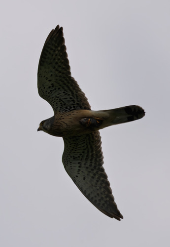 Eurasian Kestrel