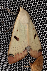 Ophiusa parcemacula