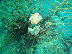 Dermatobranchus ornatus