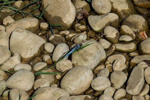 Southern Skimmer