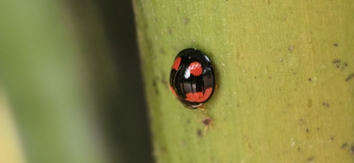 Six-spotted Zigzag Ladybird