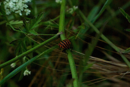 Continental Striped Shield Bug
