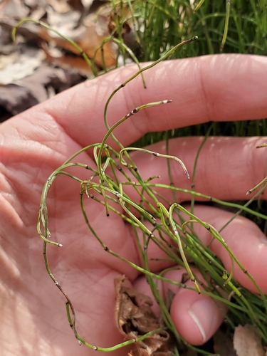 Equisetum scirpoides iNat (1)