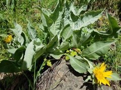 Wyethia