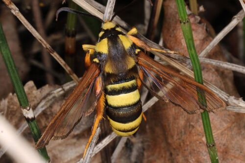 Hornet Moth