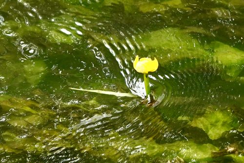 Nuphar japonica iNat (3)
