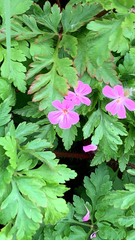 Geranium robertianum