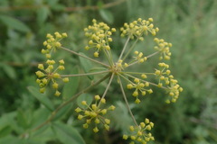 Heteromorpha involucrata