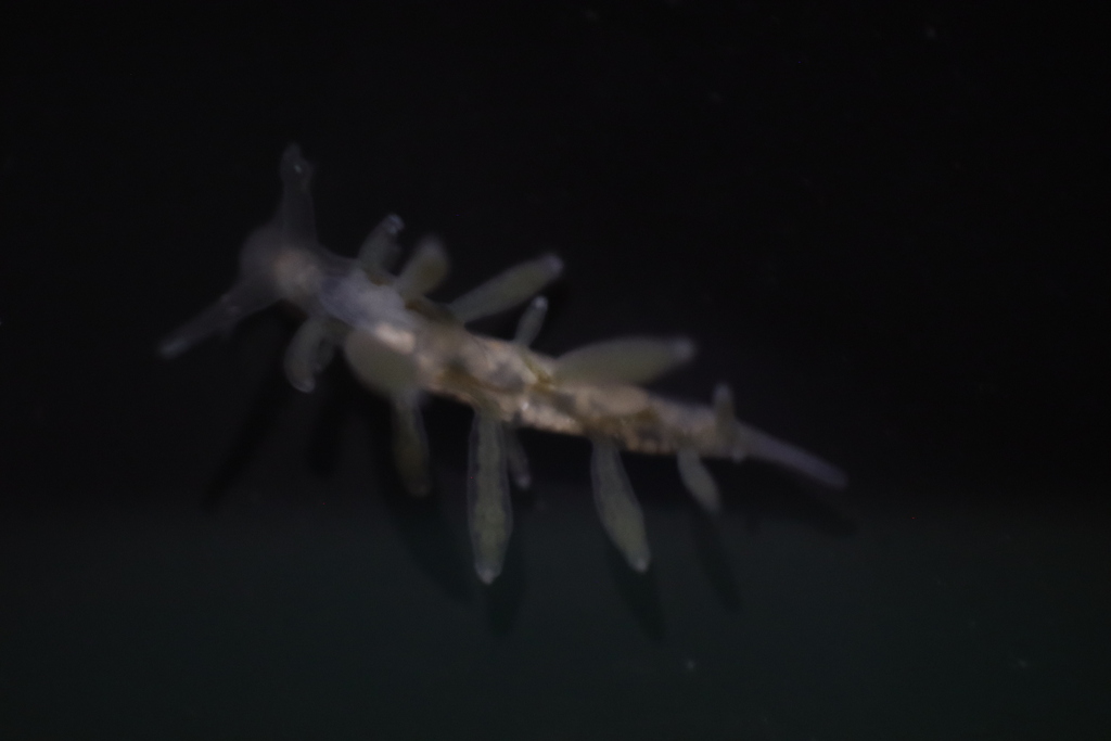 Eubranchulus novik
