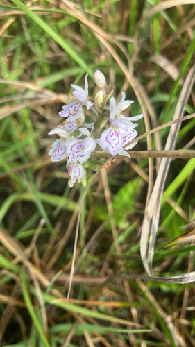 heath spotted orchid