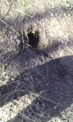 Marmota kastschenkoi