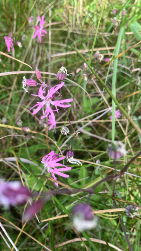 ragged-robin