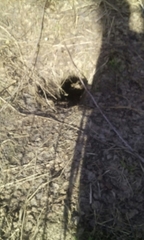 Marmota kastschenkoi