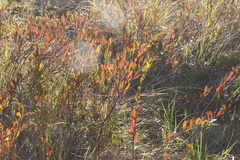 Chamaedaphne calyculata