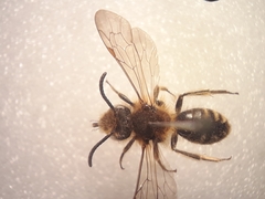 Andrena lagopus
