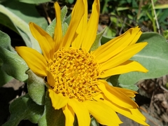 Wyethia