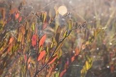 Chamaedaphne calyculata