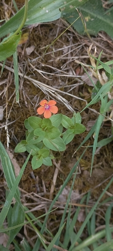 scarlet pimpernel