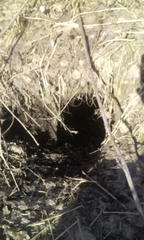 Marmota kastschenkoi