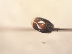 Andrena lagopus