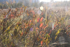 Chamaedaphne calyculata