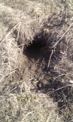 Marmota kastschenkoi