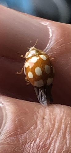 Little Arboreal Lady Beetle