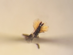 Andrena lagopus