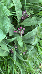 Symphytum officinale