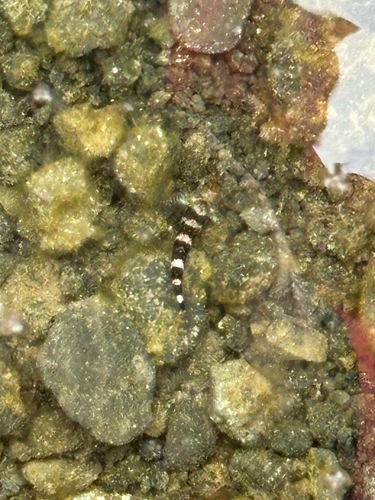 Enneapterygius etheostomus observed 2026-06-08