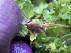 Sorosphaerula veronicae