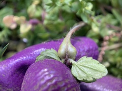 Sorosphaerula veronicae