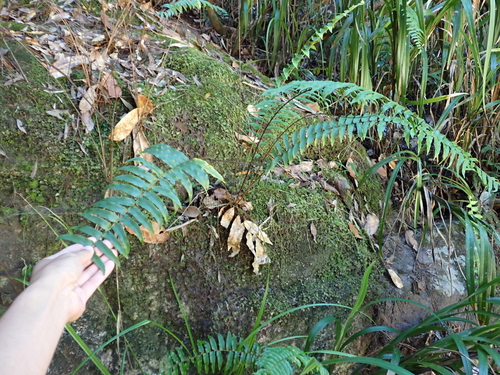 Nephrolepis hirsutula observed 2026-05-23