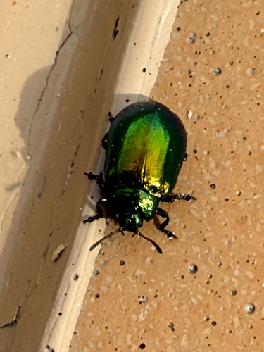Plagiosterna aenea