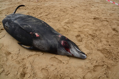 Mesoplodon mirus