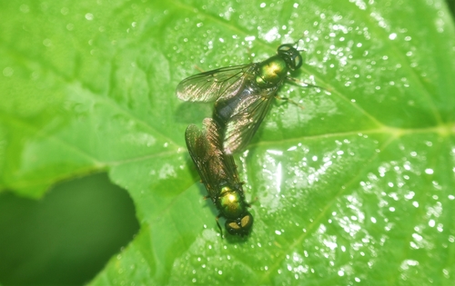 Chloromyia speciosa