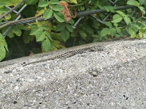 Common Wall Lizard