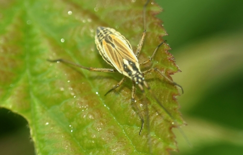Meadow Plant Bug