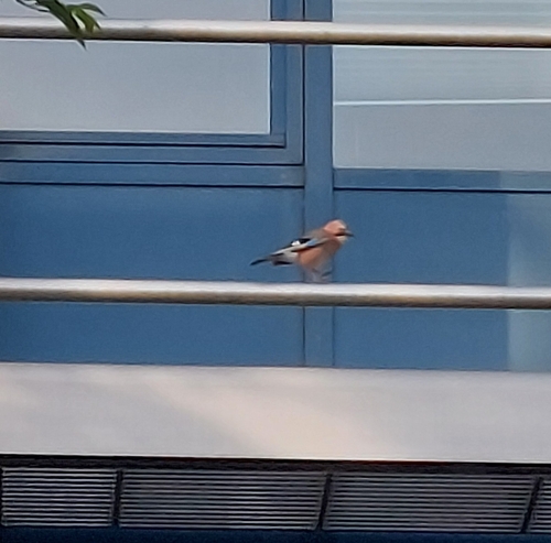 Eurasian Jay