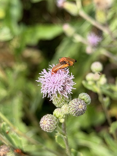 Common Red Soldier Beetle