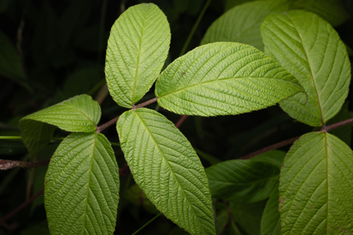 Rubus hirsutus, photograph 6
