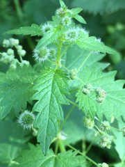 Urtica pilulifera