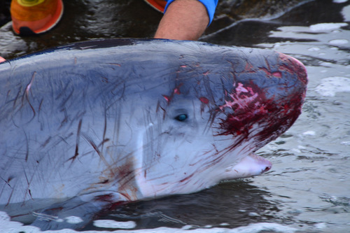 Pygmy Sperm Whale