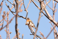 Fringilla montifringilla