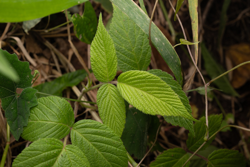 Rubus hirsutus, photograph 5
