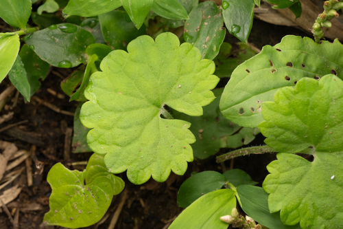 Glechoma grandis, photograph 3