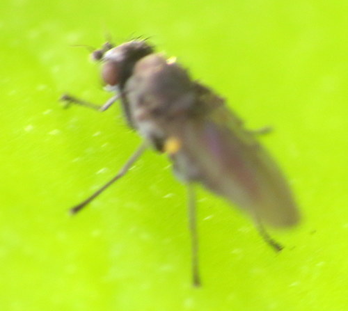 Canacidae