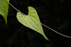 Dioscorea japonica, photograph (c) Saryu Mae 前 朝琉, some rights reserved (CC BY)
