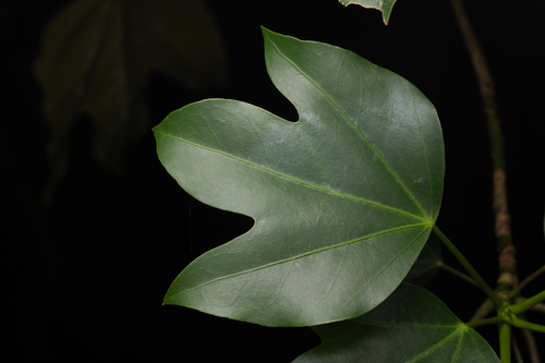 Dendropanax trifidus